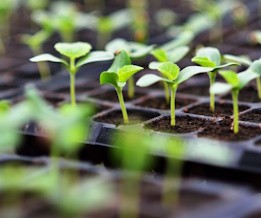 Bedding Plants Thumbnail New R1
