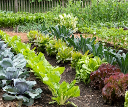 Gardens Thumbnail New R1